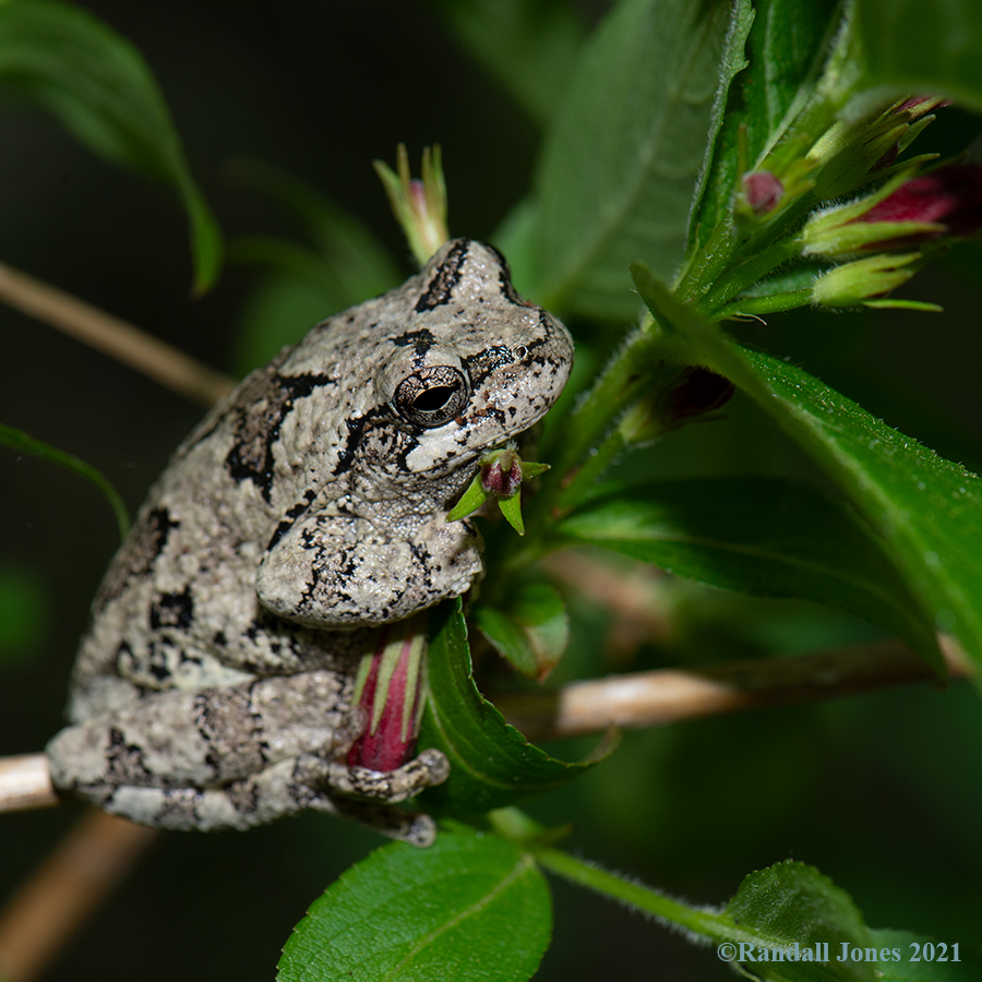 Gray Tree Frog